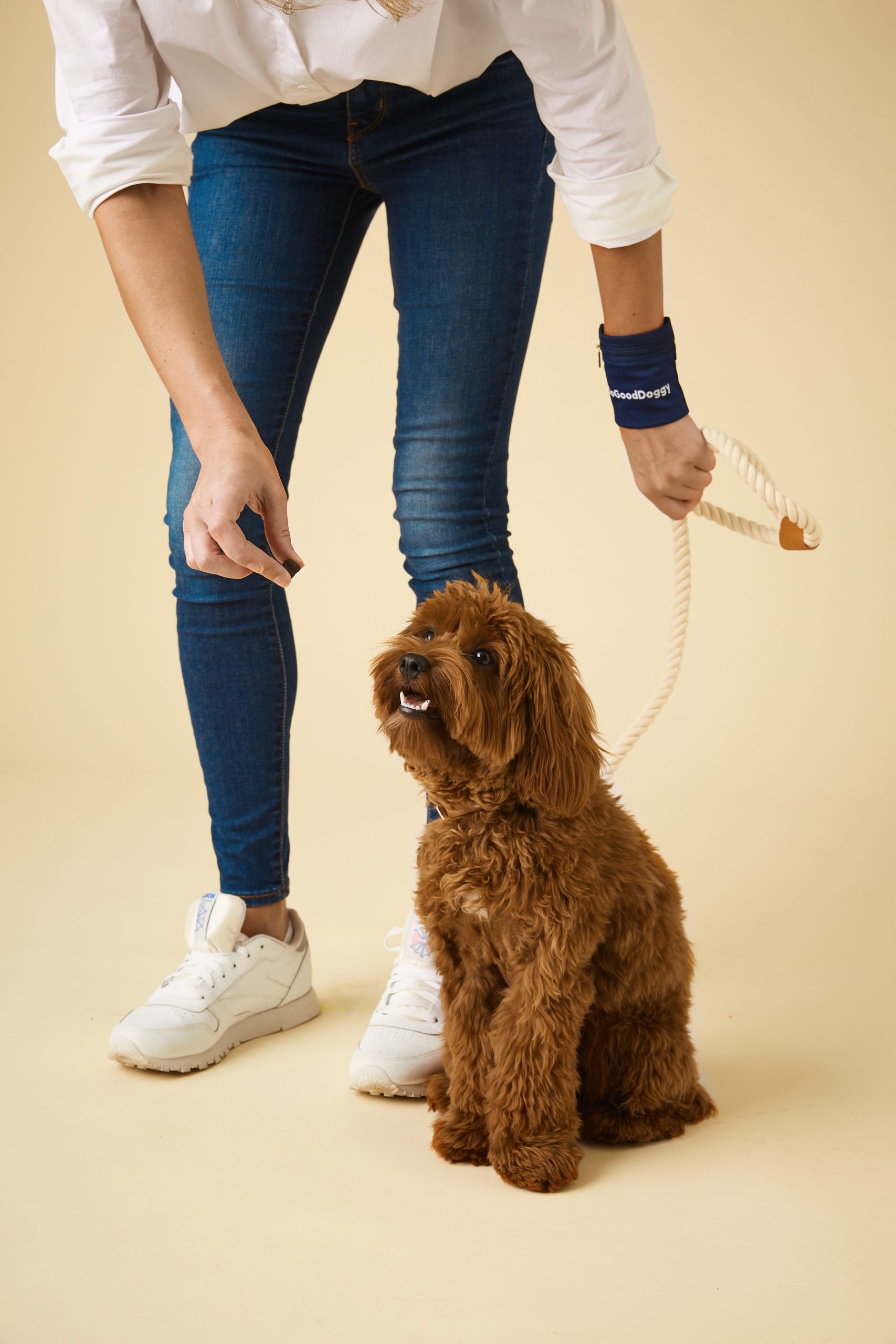 New Puppy – Essentials To Know