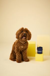 DoGoodDoggy