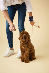 Puppy Training